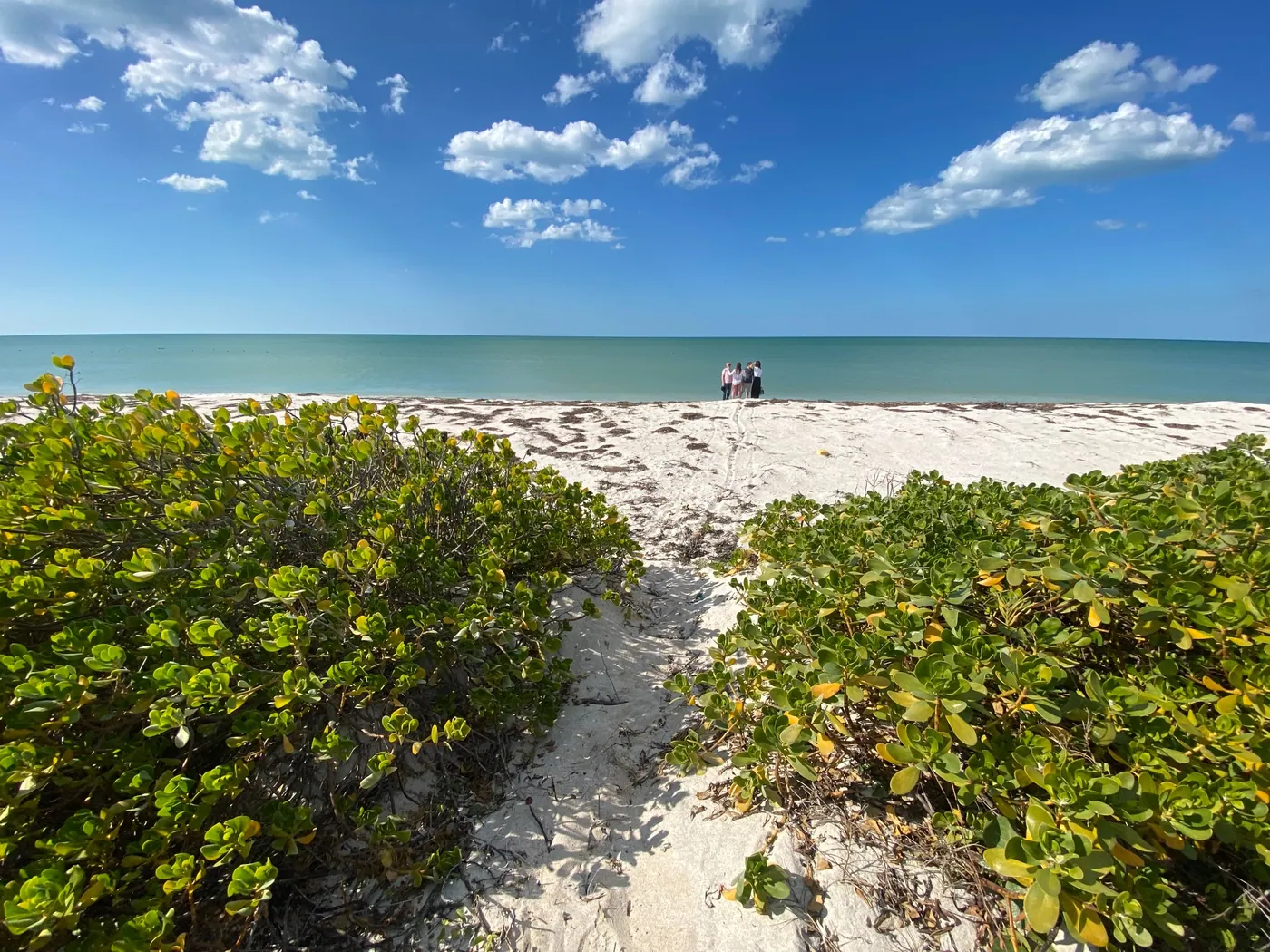 Actual sandy beachfront and coastal vegetation