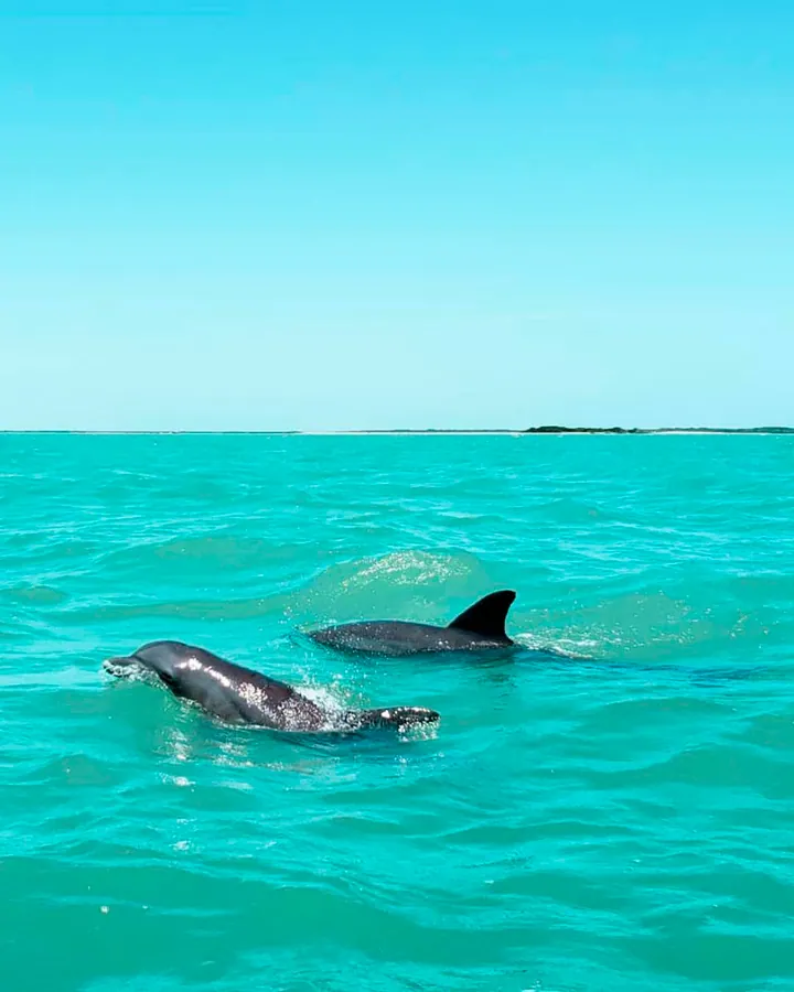 Dolphins in coastal waters