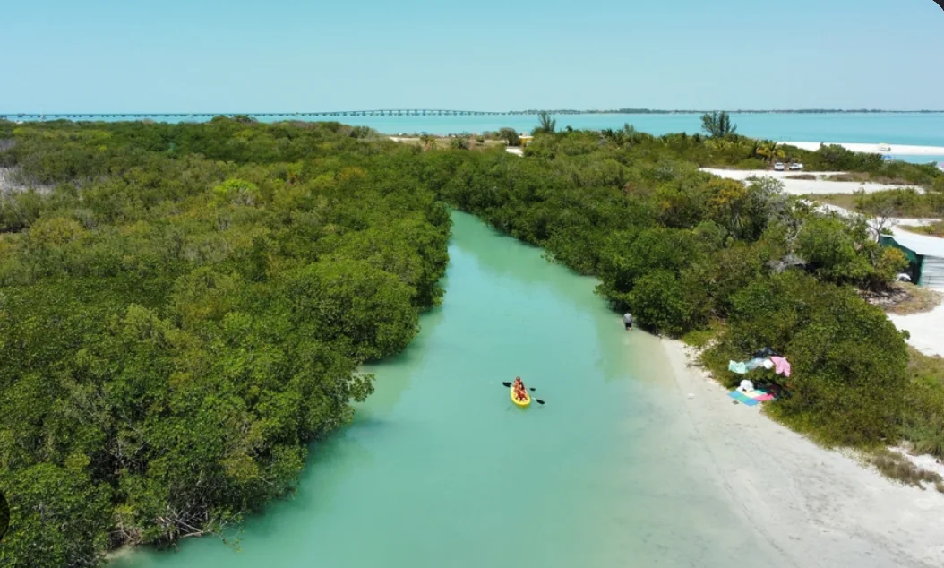 Paddleboarding through mangrove waterways